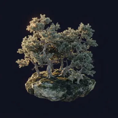 Forest