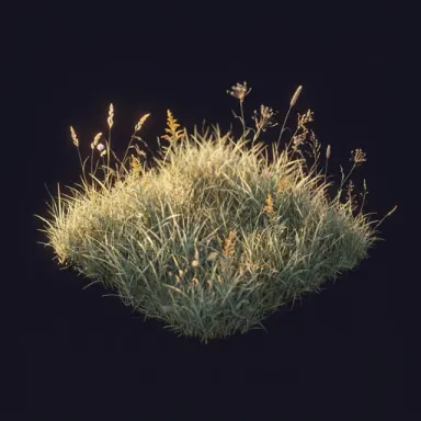 Meadows
